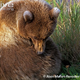 Illustration for article titled Thursidae - Ursus arctos Edition
